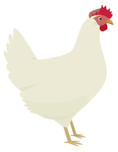 The Leghorn Breed of domestic chicken Vector illustration Isolat — Stock Vector