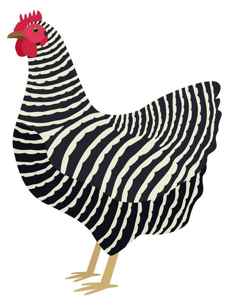 La razza Plymouth Rock di pollo domestico Illustrazione vettoriale — Vettoriale Stock