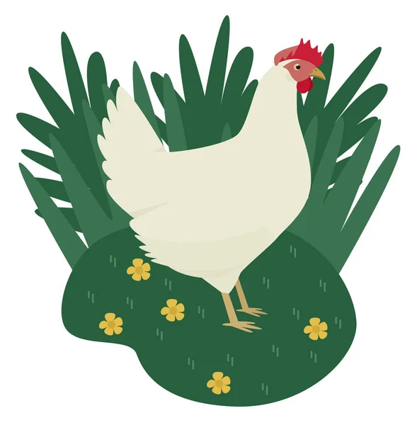 Egy szabadtartású csirke menetel a zöld fűben A Leghorn Ca — Stock Vector