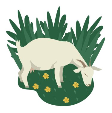 Farming today A White goat grazing on a green meadow Cartoon fla