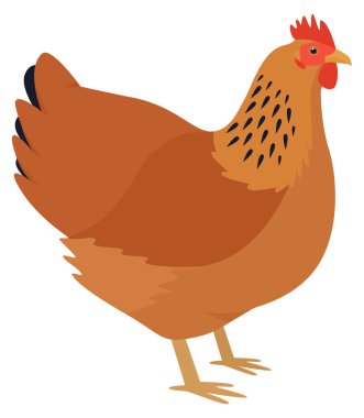The New Hampshire Breed of domestic chicken  Vector illustration