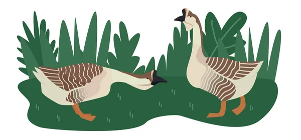 Farming today Vector illustration of two African geese grazing i — Stock vektor