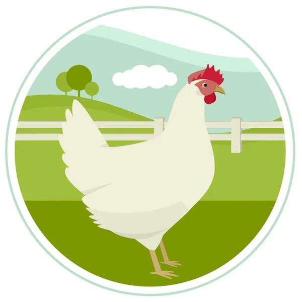 Den Leghorn Cartoon platt stil dekorativ banner Countryside och — Stock vektor