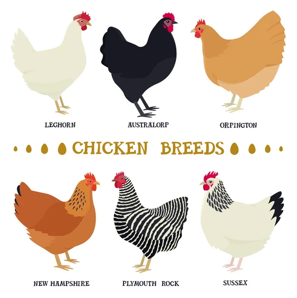 Farming today Vector illustrations of the popular chicken breeds — Stock Vector