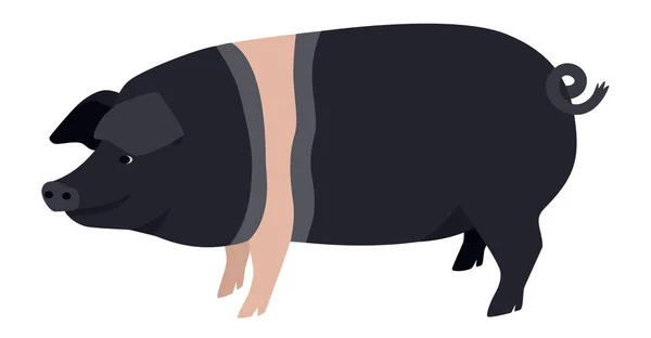 Farming Today British Saddleback Breed Domestic Pig Vector Illustration Isolated — Stock Vector