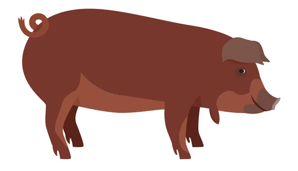 Agricultura Hoy Cerdo Rojo Wattle Razas Cerdos Domésticos Ilustración Vectorial — Vector de stock