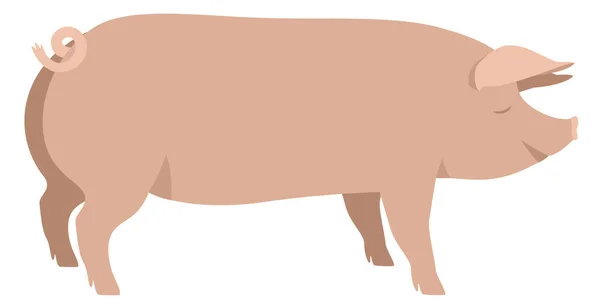 Agricultura Hoy Gran Cerdo Blanco Razas Cerdos Domésticos Ilustración Vectorial — Vector de stock