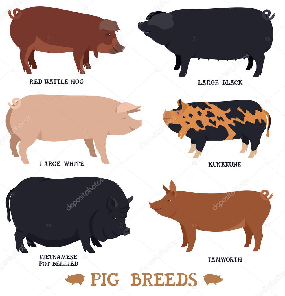 Farming today Second set of six breeds of domestic pigs Flat vector illustrations Isolated objects Countryside and farmland set