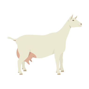 Saanen keçi türleri evcil keçilerin Düz vektör illüstrasyonları Beyaz zemin üzerinde izole nesne