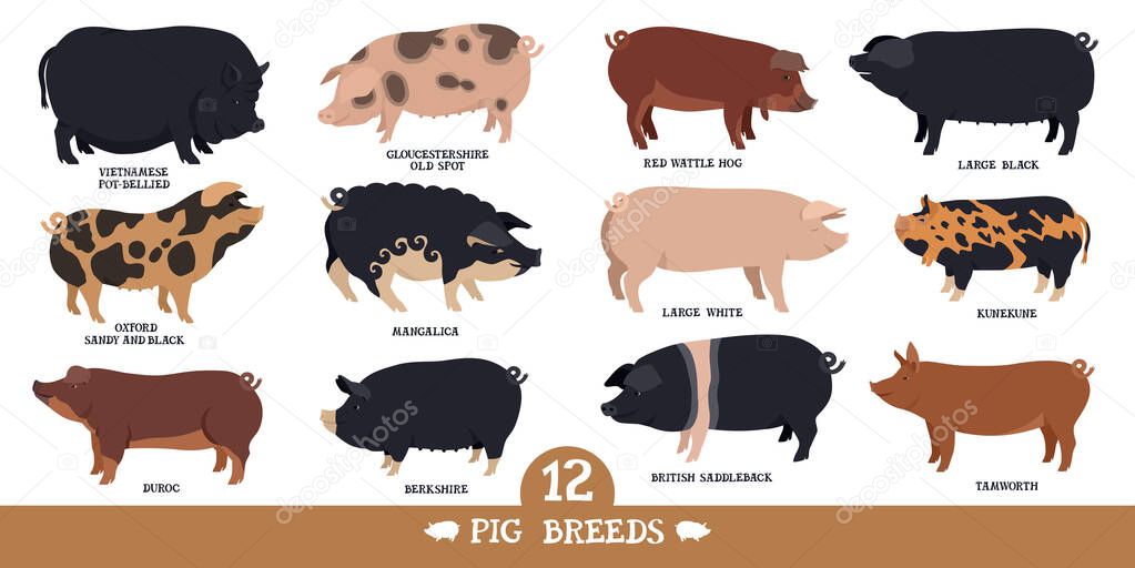 Farming today Set of twelve breeds of domestic pigs Flat vector illustrations Isolated objects Cattle breeding and stock raising set