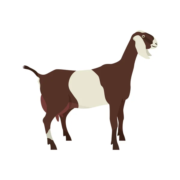 Anglo Nubian Goat Plemena Domácích Koz Ploché Vektorové Ilustrace Izolovaný — Stockový vektor
