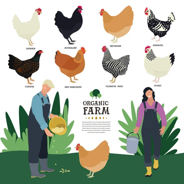 Набор Восьми Пород Домашней Курицы Плоский Векторный Рисунок Двух Фермеров — стоковый вектор