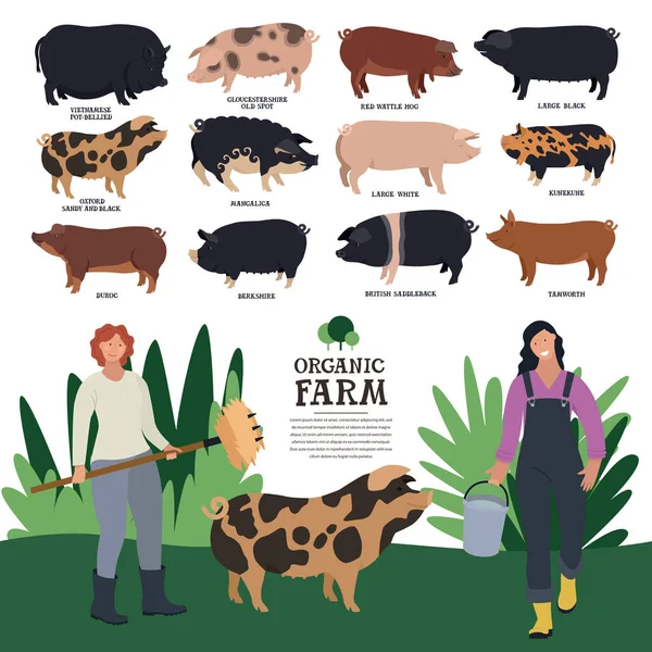 Conjunto Doce Razas Cerdos Domésticos Ilustración Vectorial Plana Dos Agricultoras Vector de stock