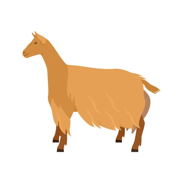 Golden Guernsey Goat Breeds Domestic Farm Animals Flat Vector Illustration — Stock Vector