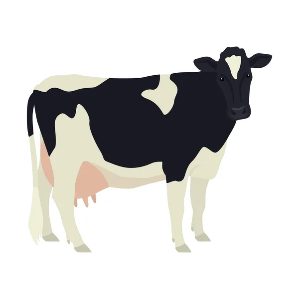 Holstein Friesian Cow Breeds Domestic Cattle Flat Vector Illustration Isolated — Stock Vector