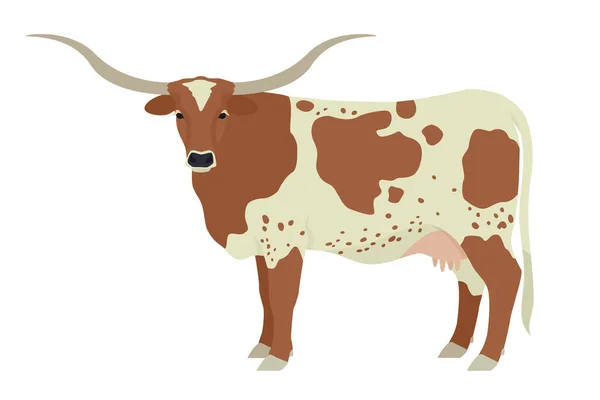 Texas Longhorn Tehén Házi Szarvasmarha Fajták Lapos Vektor Illusztráció Elszigetelt — Stock Vector