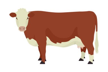 Hereford cow British breed of beef cattle Flat vector illustration Isolated object on white background set clipart