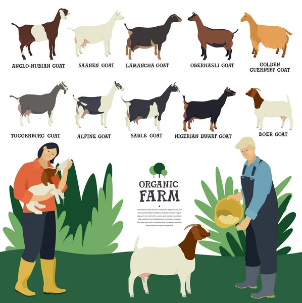 Set Ten Breeds Domestic Goats Flat Vector Illustration Two Farmers — Stock Vector