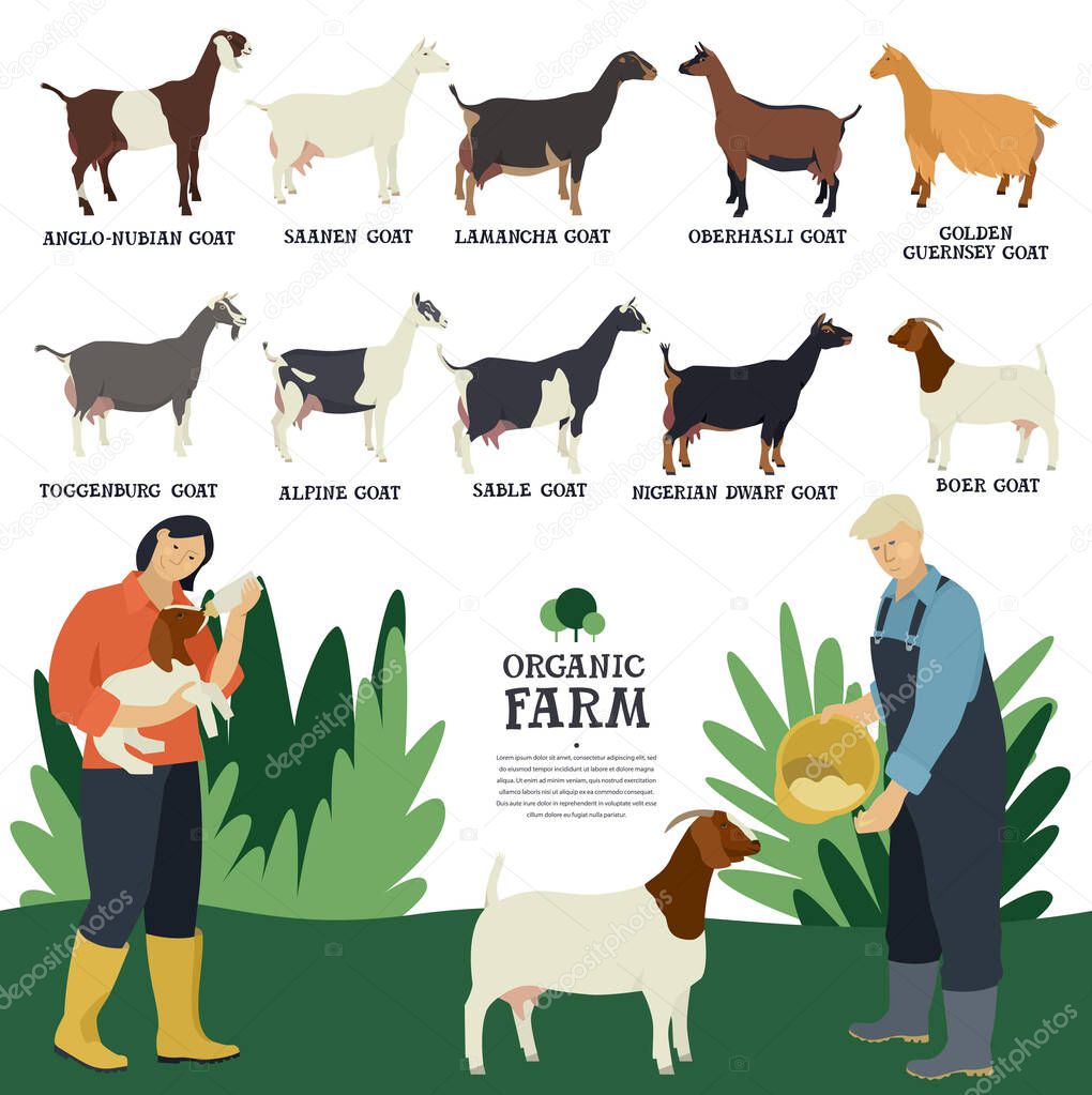 Set of ten breeds of domestic goats Flat vector illustration Two farmers working on a farm Cattle breeding and stock raising set