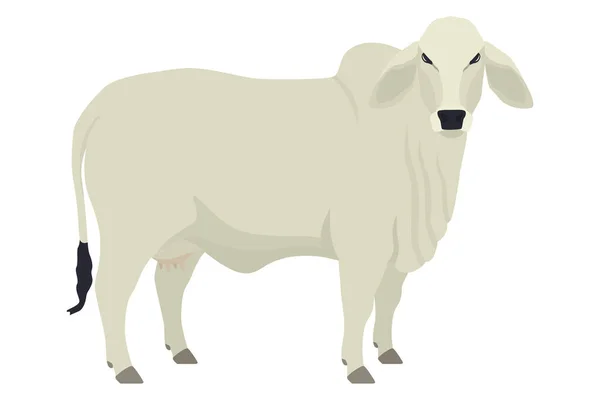 家牛的婆罗门奶牛品种平面矢量图解白色背景集合上的分离对象 免版税图库插图