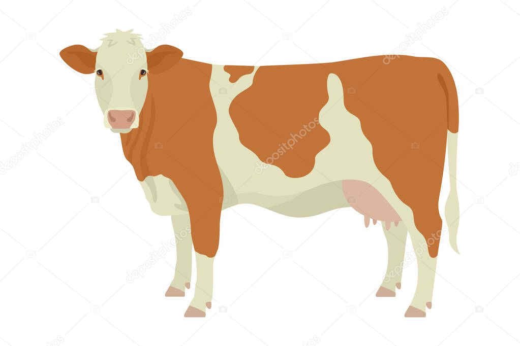 Simmental cow Breeds of domestic cattle Flat vector illustration Isolated object on white background set