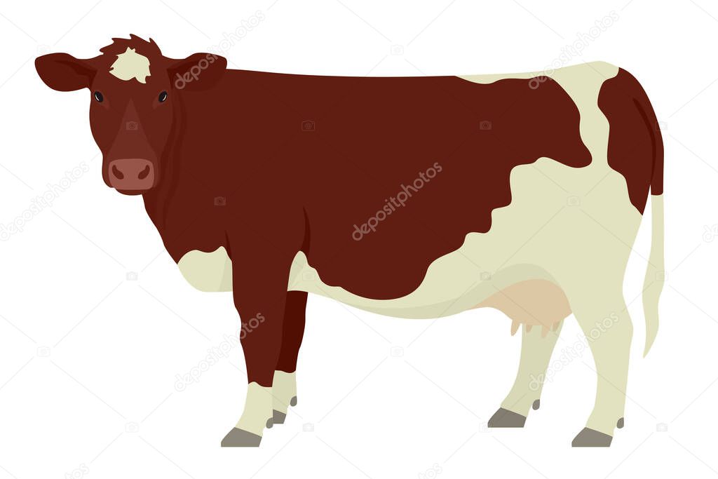 Maine-Anjou cow  Breeds of domestic cattle Flat vector illustration Isolated object on white background set