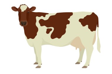 Ayrshire sığır düz vektör illüstrasyon Beyaz arkaplan üzerinde izole nesne
