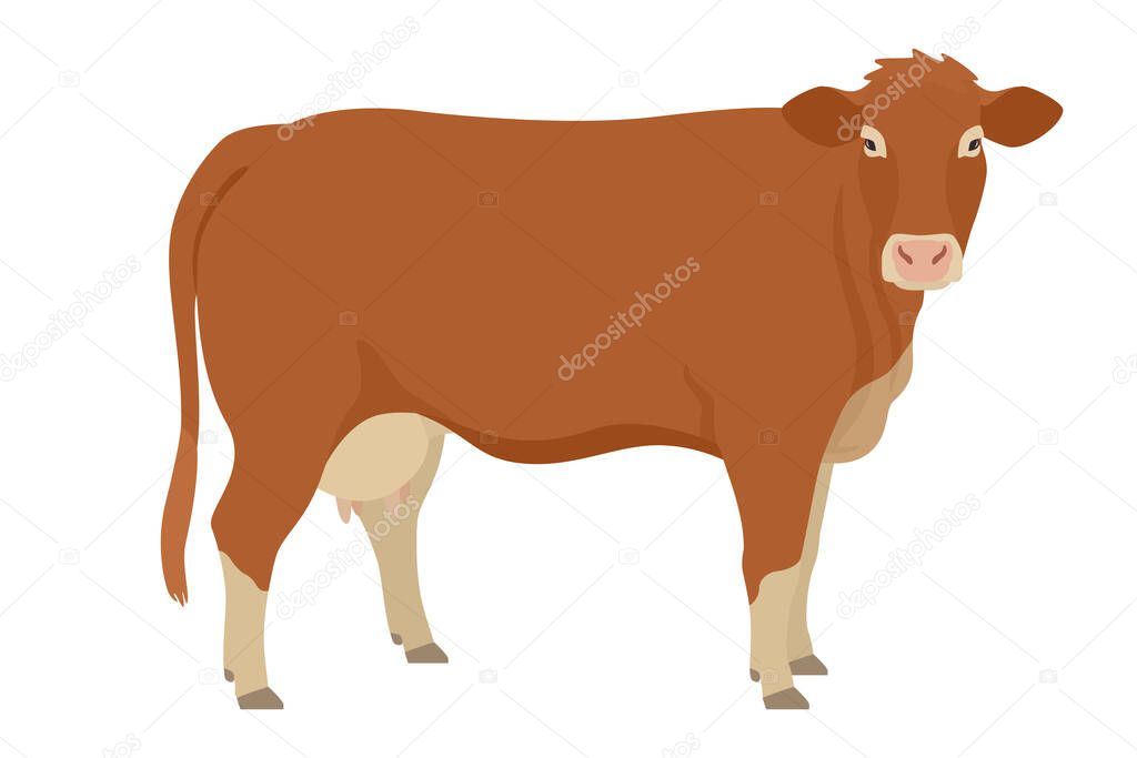 Limousin cow  Breeds of domestic cattle Flat vector illustration Isolated object on white background set