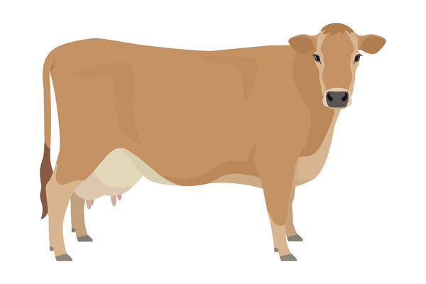 Jersey cattle Flat vector illustration Isolated object on white background set