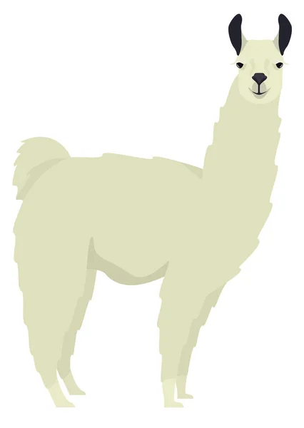 Witte Lama Lama Glama Platte Vector Illustratie Geïsoleerde Object Set — Stockvector