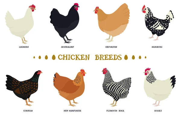 Set Eight Breeds Domestic Chicken Flat Vector Illustration Poultry Farming — Stock Vector