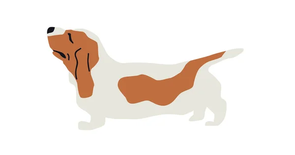 Basset Hound Dogフラットベクトルイラストセット — ストックベクタ