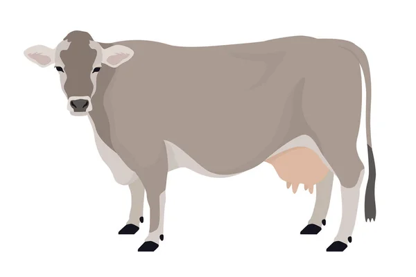 Brown Mucca Svizzera Razze Bovini Domestici Vettore Piatto Illustrazione Oggetto — Vettoriale Stock