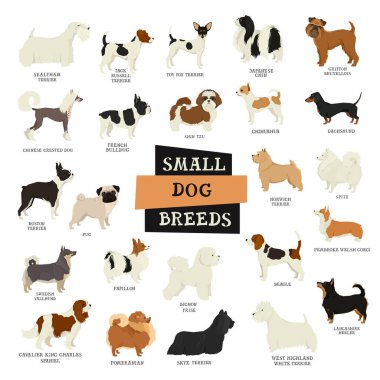 Küçük Köpek ayrı nesneler üretir.