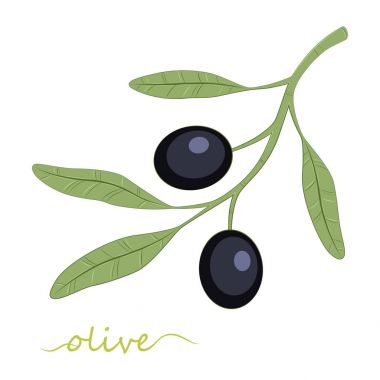 Zeytin ağacı. Zeytin yağı. zeytin. vektör.