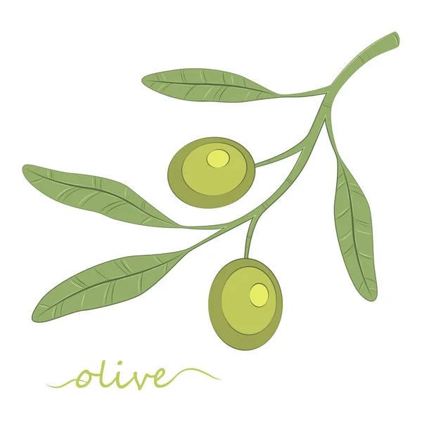 Măslinul. Ulei de măsline. Măsline verzi. vector . — Vector de stoc