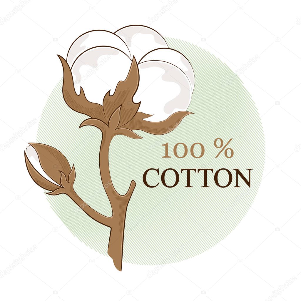 Cotton branch. 100% eco. Cotton flower. Botanical art isolated on white background. Use for printing, poster, decoration and other design. Logo. Vector illustration.