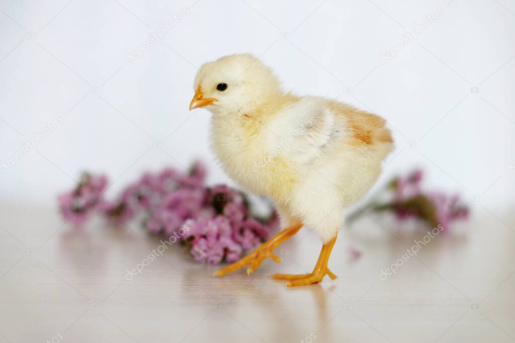 Image of a chicken on a white photo with flowers. cute chick