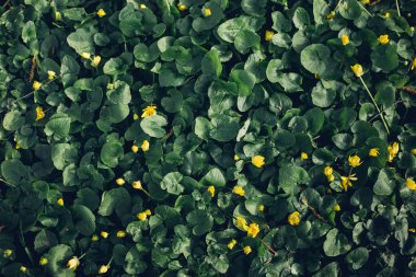 Bir bahar ormandaki sarı narin çiçek Glade. 