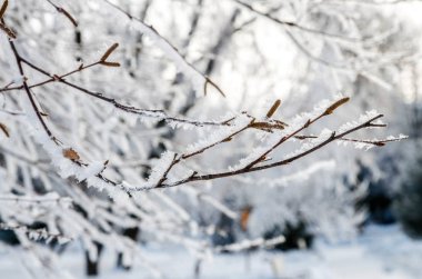 Dalları kışın hoarfrost ve kar ile kaplı. Noel masalı