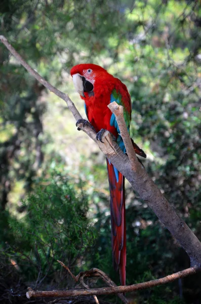 Papagaio Ara Senta Ramo — Fotografia de Stock