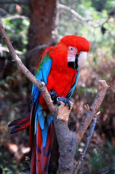 Loro Ara Sienta Una Rama — Foto de Stock