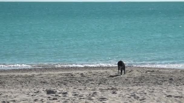 Dog Running Beach — Stock Video