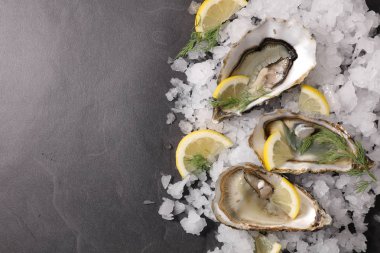 Buz küplü taze istiridye.