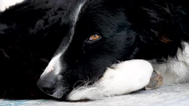 Κοντινό Πλάνο Χαριτωμένα Ασπρόμαυρα Σκυλιά Κοιμούνται Στο Πάτωμα — Αρχείο Βίντεο