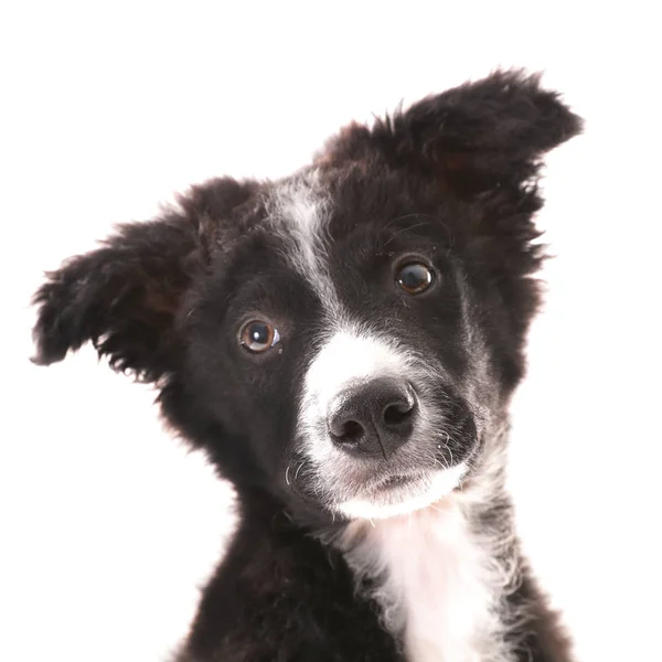 Border Collie Schattig Puppy Portret Geïsoleerd Witte Achtergrond — Stockfoto