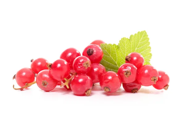 Red Currant Leaf Isolated White Background — Stock Photo, Image