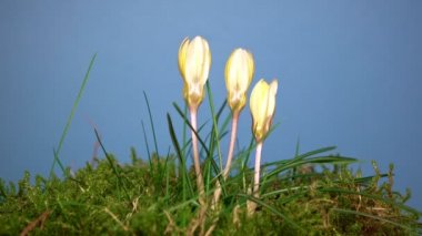 Sarı çiğdemler bloom ve mavi arka plan. Zaman atlamalı