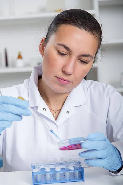 Laboratorium assistent in de voedselkwaliteit. Cel cultuur assay voor het testen van genetisch gemodificeerde zaad — Stockfoto