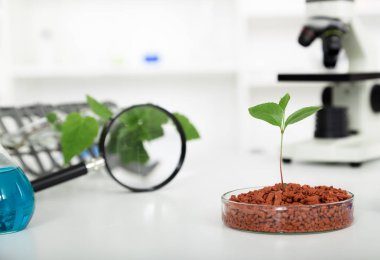 Akademik laboratuvar bitki ıslahı yeni yöntemler keşfetmek